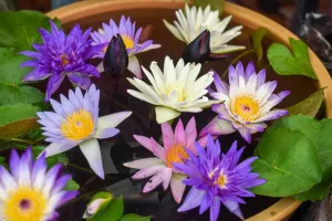 100 Mixed Bowl Lotus Seeds, Aquatic Perennial Lotus Seeds for Planting, Bonsai Lotus Flowers for Indoor and Outdoor, Water Lily Flowers for Bowl and Garden