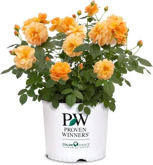 at Last Rose, 2 Gallon, Sunset Orange