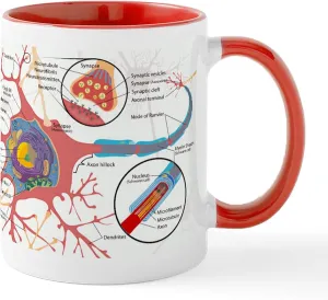 CafePress Neuron Cell Diagram Mugs 11 oz (325 ml) Ceramic Coffee Mug