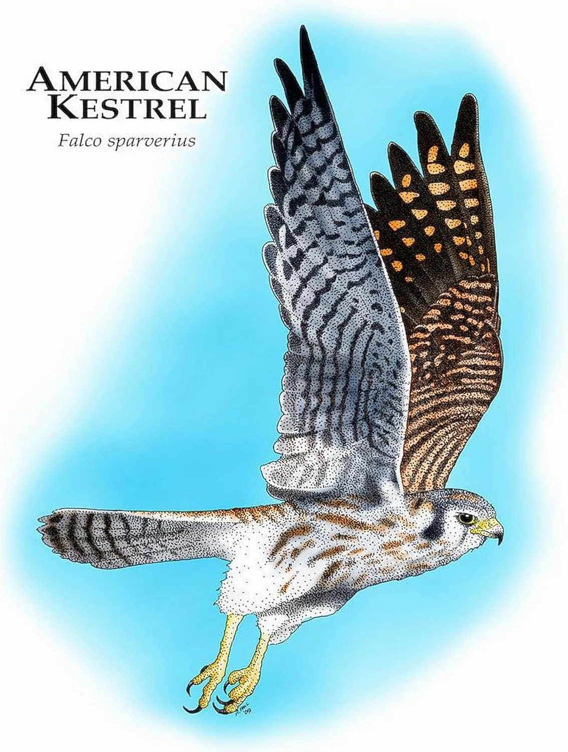 CafePress American Kestrel Mug 11 oz (325 ml) Ceramic Coffee Mug