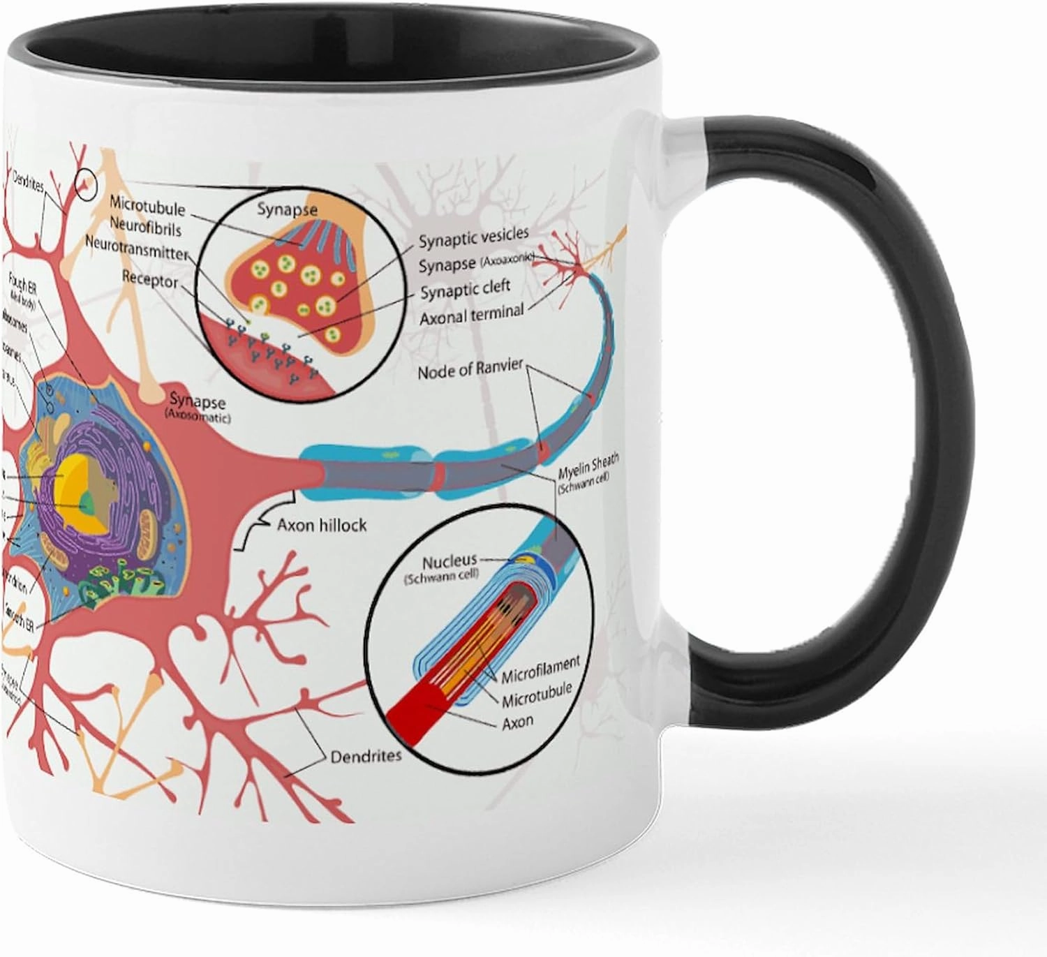 CafePress Neuron Cell Diagram Mugs 11 oz (325 ml) Ceramic Coffee Mug