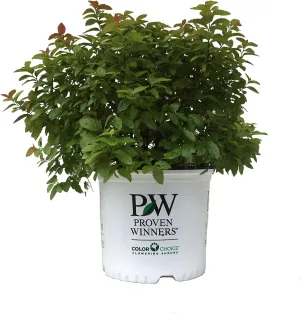 Double Play Big Bang® Spirea – Vibrant Pink Flowering Shrub with Colorful Seasonal Foliage #3
