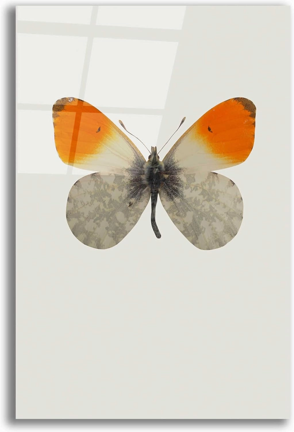 Epic Art 'Agrias Amydon 2' by Incado, Acrylic Glass Wall Art, 12"x16"