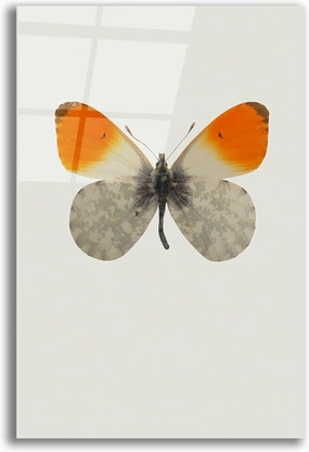 Epic Art 'Agrias Amydon 2' by Incado, Acrylic Glass Wall Art, 12"x16"