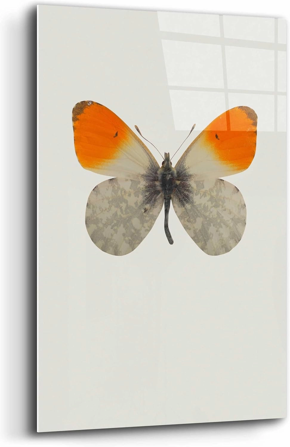 Epic Art 'Agrias Amydon 2' by Incado, Acrylic Glass Wall Art, 12"x16"