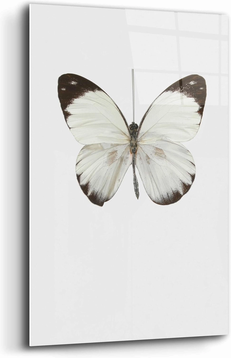 Epic Art 'Agrias Amydon 3' by Incado, Acrylic Glass Wall Art, 12"x16"