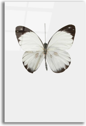 Epic Art 'Agrias Amydon 3' by Incado, Acrylic Glass Wall Art, 12"x16"