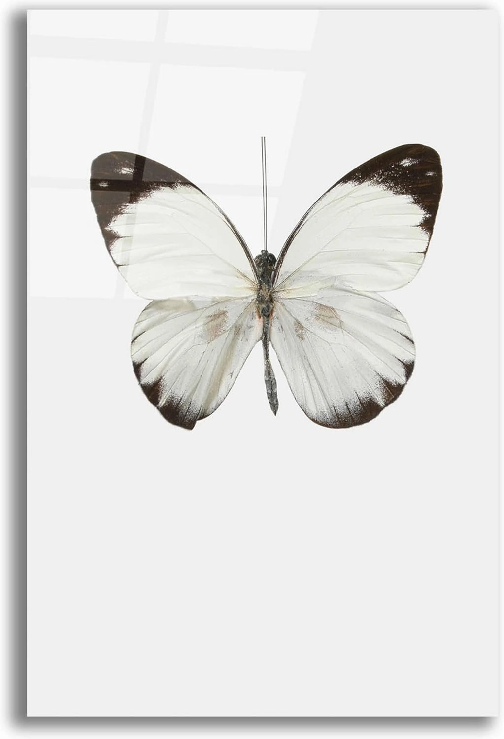 Epic Art 'Agrias Amydon 3' by Incado, Acrylic Glass Wall Art, 12"x16"