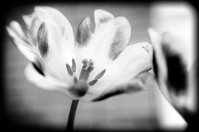 Flower Pink BW Holga 36x24 UnFramed Art Print Poster Ready for Framing by Lee, Rachel