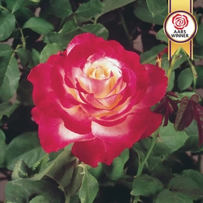 Hybrid Tea Rose Double Delight