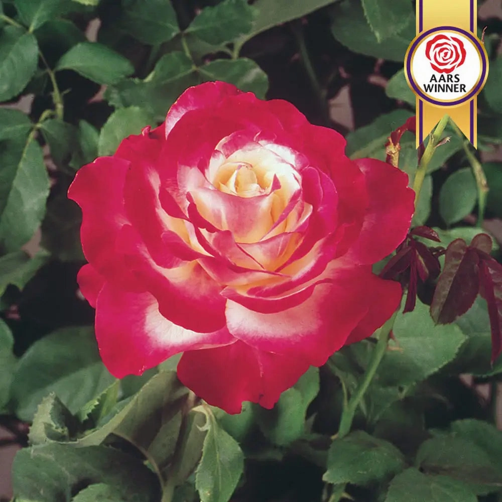 Hybrid Tea Rose Double Delight