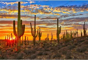 Laeacco 10x7ft Desert Scenery Backdrop Desert Gobi Sunset Prickly Cactus Saguaro Western Wilderness Photography Background Outdoor Travel Adventure Cowboys Children Adult Portrait Photo Booth Props