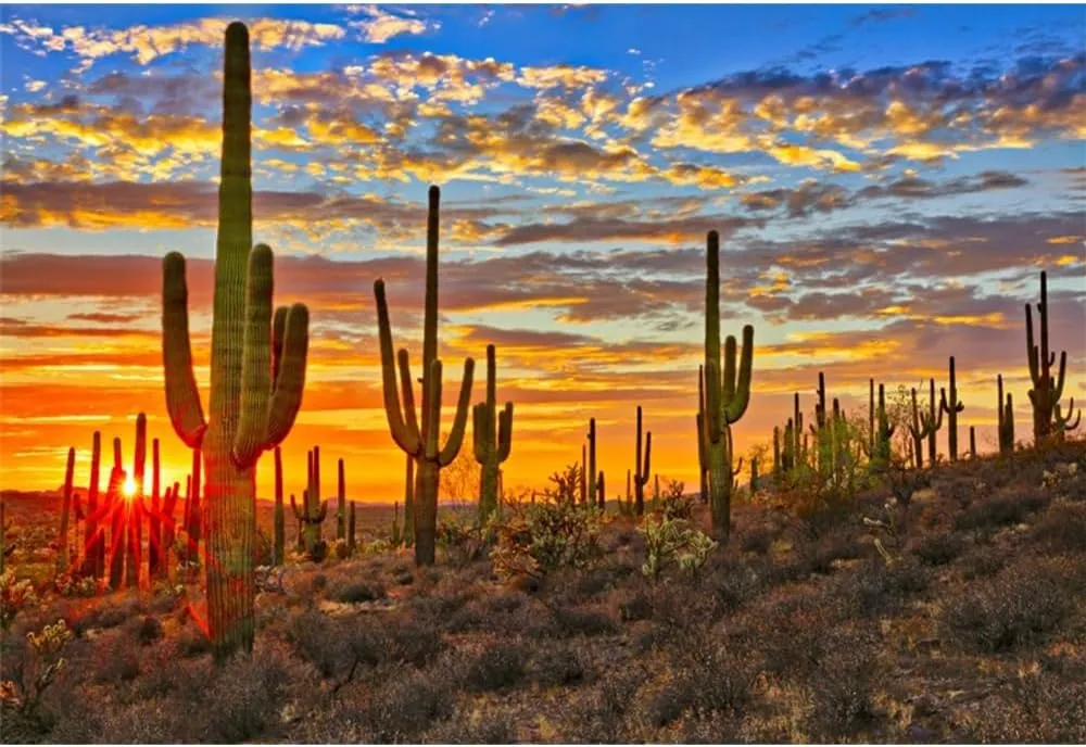 Laeacco 10x7ft Desert Scenery Backdrop Desert Gobi Sunset Prickly Cactus Saguaro Western Wilderness Photography Background Outdoor Travel Adventure Cowboys Children Adult Portrait Photo Booth Props