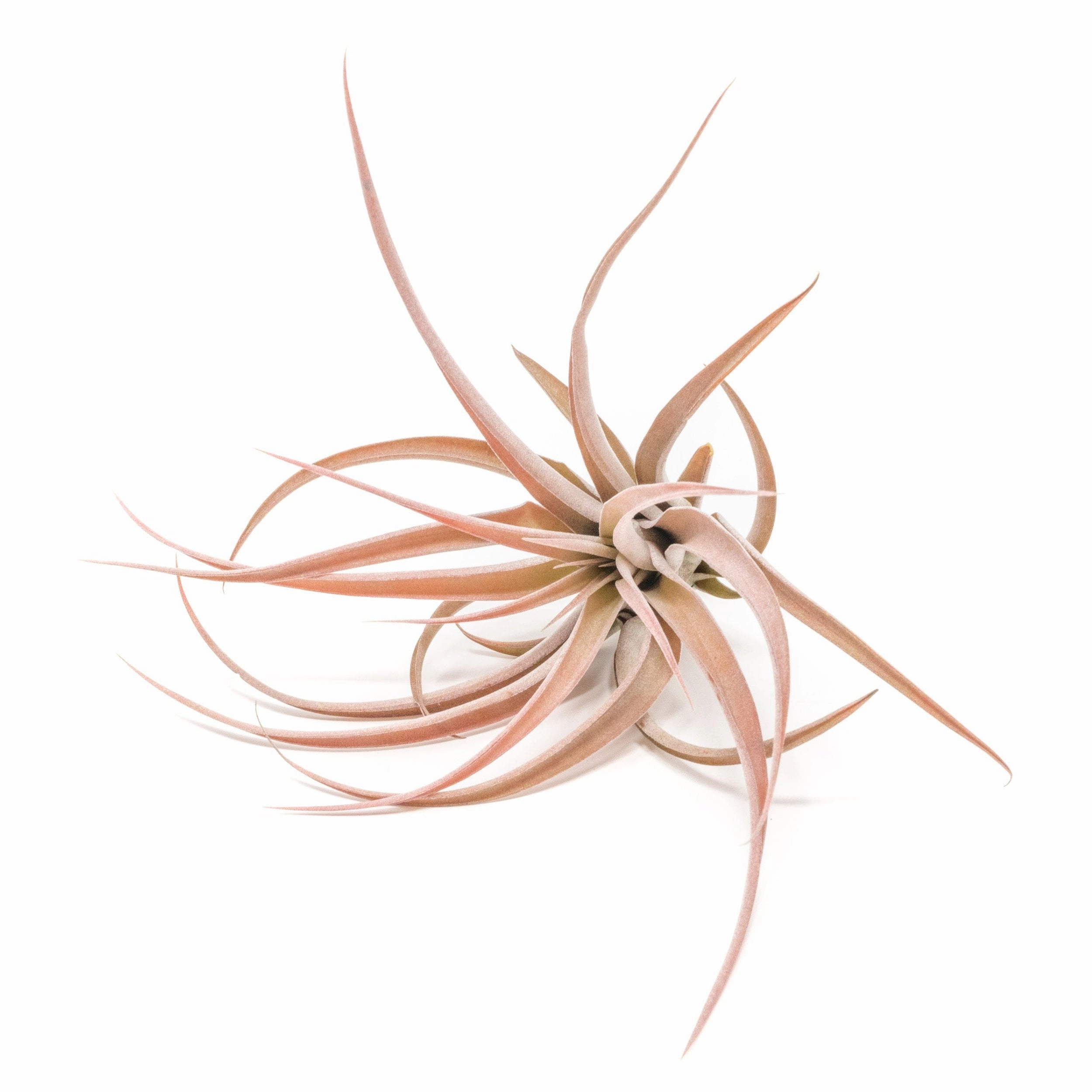 Large Tillandsia Capitata Peach Air Plants / 4-6 Inch Plants