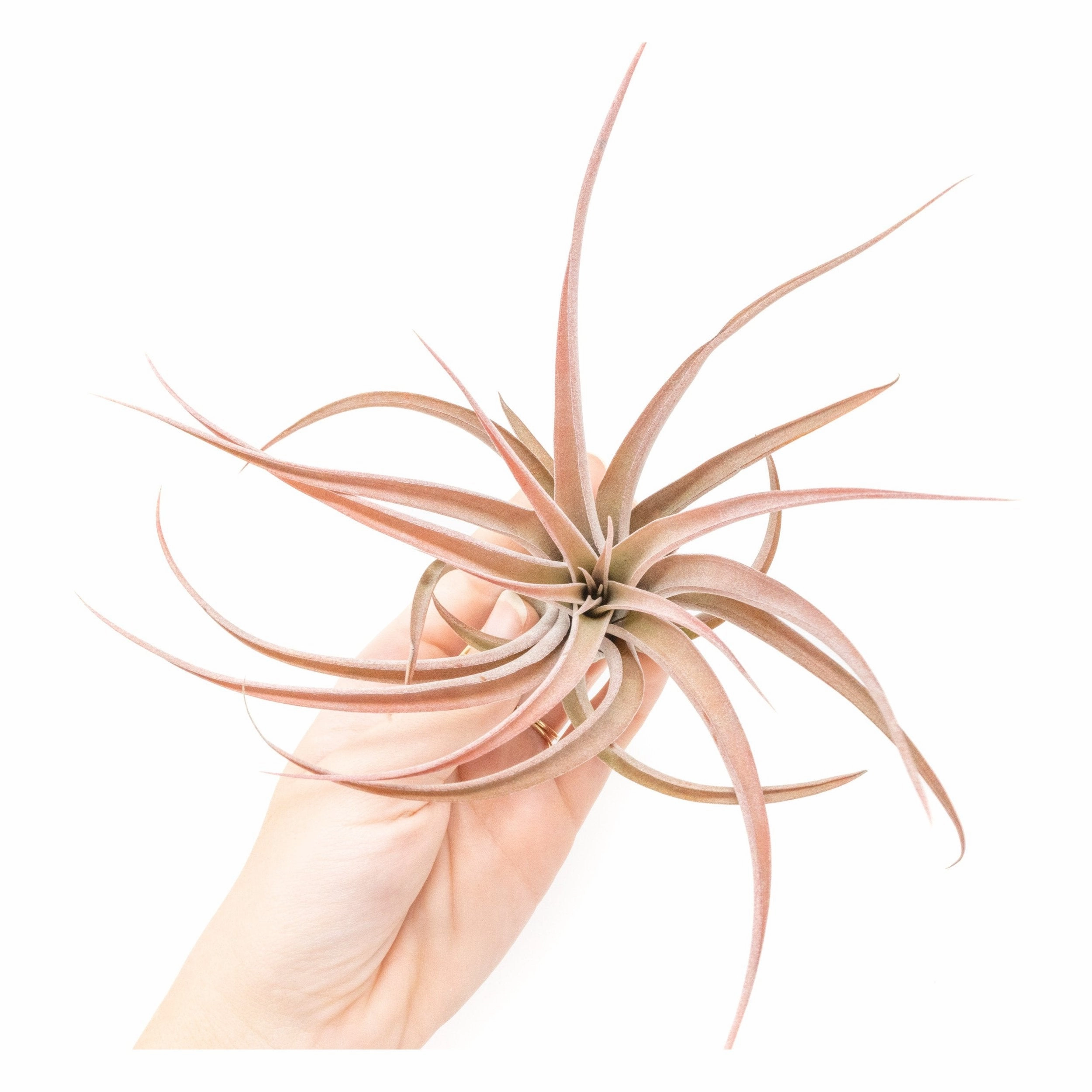 Large Tillandsia Capitata Peach Air Plants / 4-6 Inch Plants
