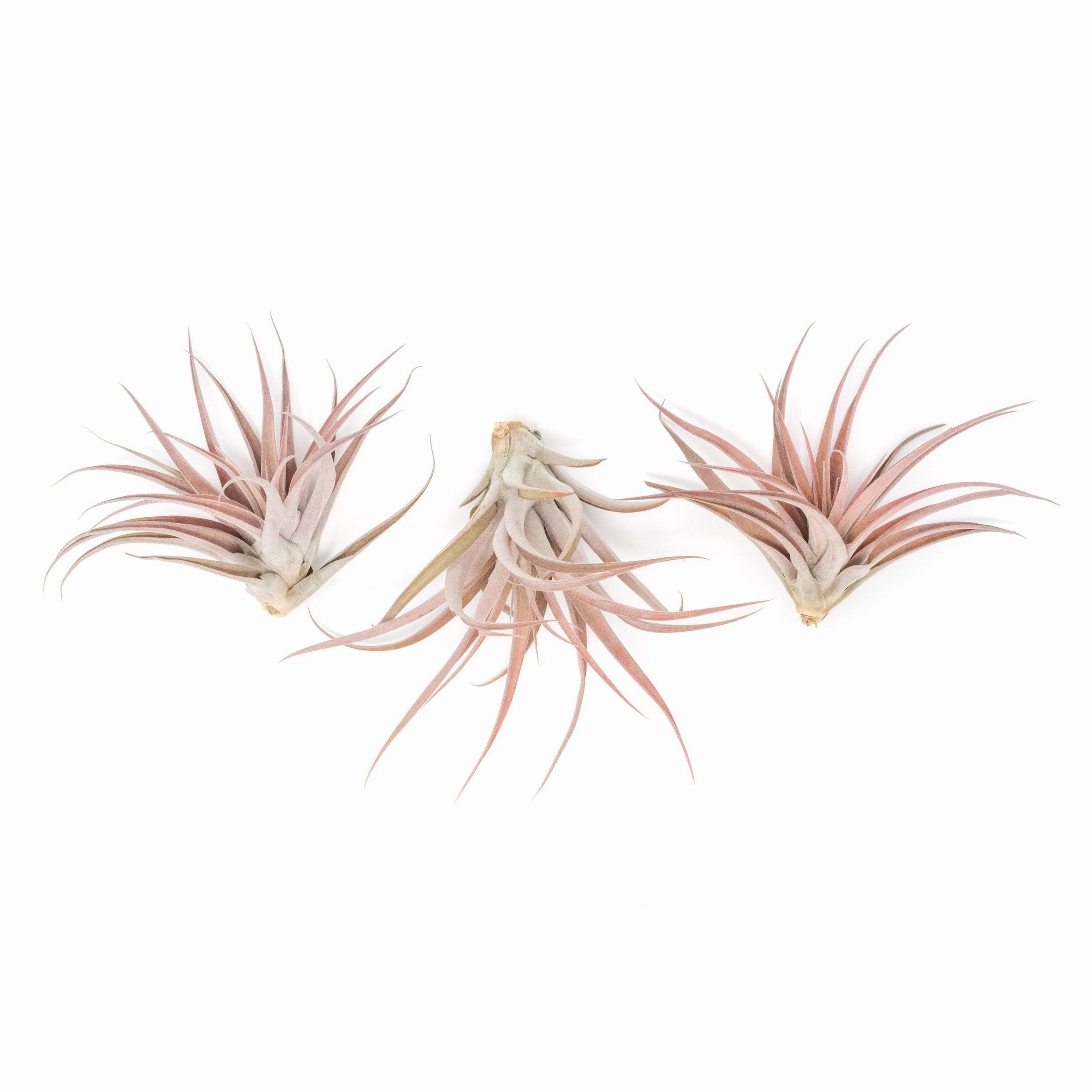 Large Tillandsia Capitata Peach Air Plants / 4-6 Inch Plants
