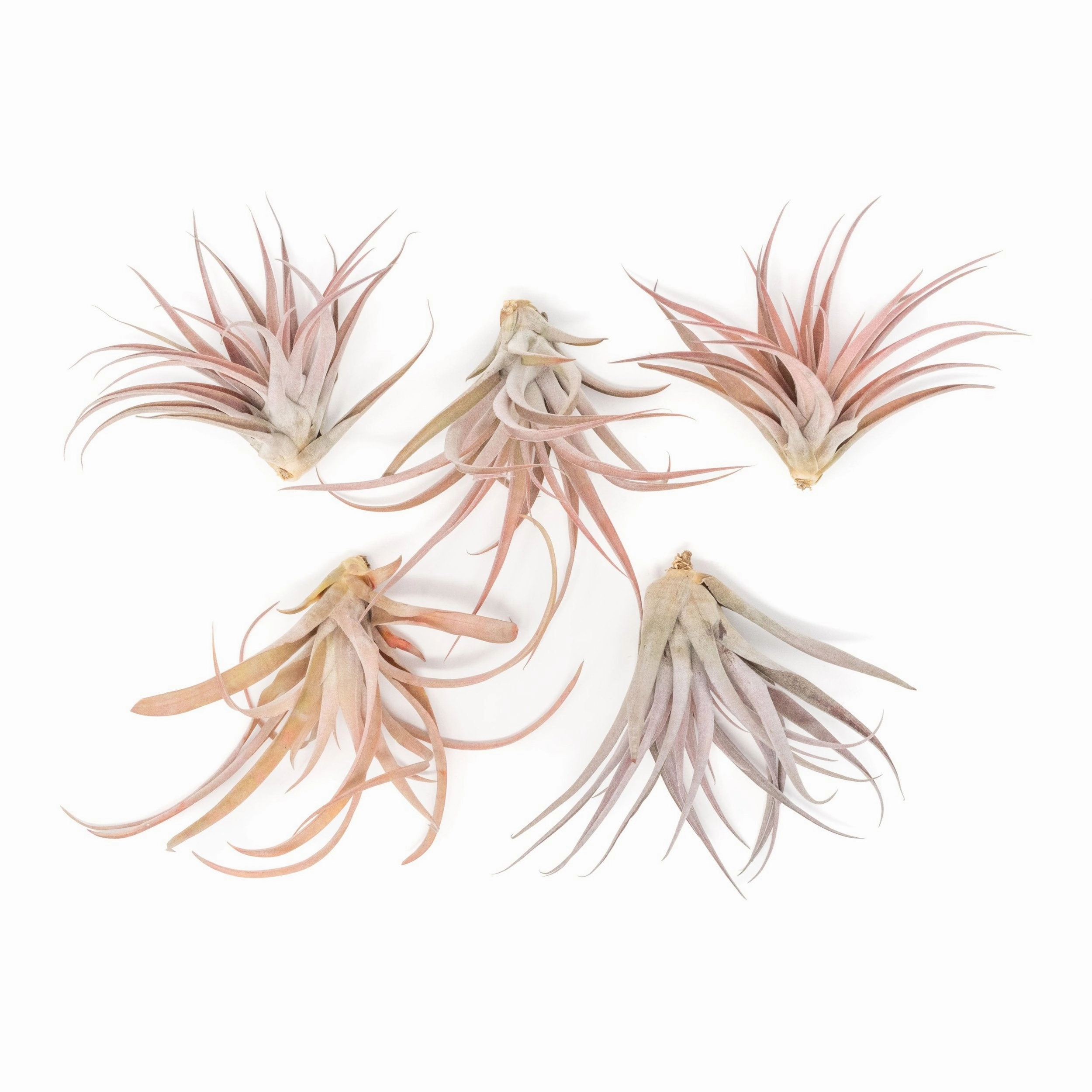 Large Tillandsia Capitata Peach Air Plants / 4-6 Inch Plants