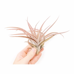Large Tillandsia Capitata Peach Air Plants / 4-6 Inch Plants