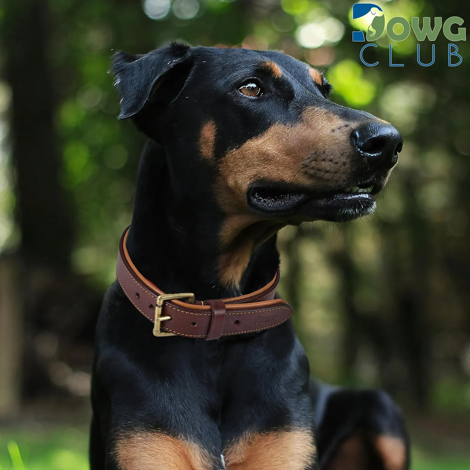 Leather Dog Collar for Medium Dogs, Brown, 1 Inch Wide, Genuine Full Grain Leather, Heavy Duty with Soft Inner Padding, Comfortable and Durable (Medium (Fit Neck Size 14.5"-18.5"), Brown)