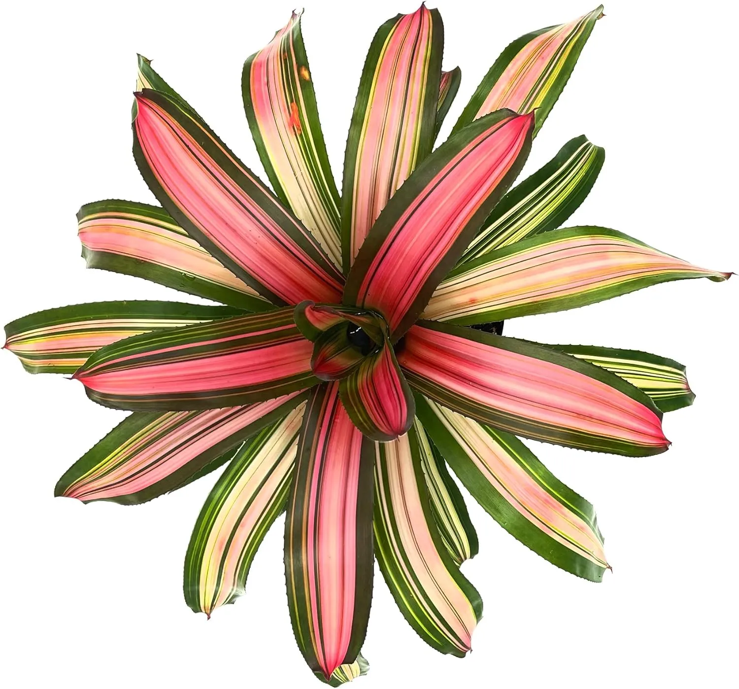 Live Plants – Bromeliad Neoregelia Minerva, 8-12" in 6" Pot - 1ct - Live Arrival Guaranteed - House Plants for Home Decor & Gift
