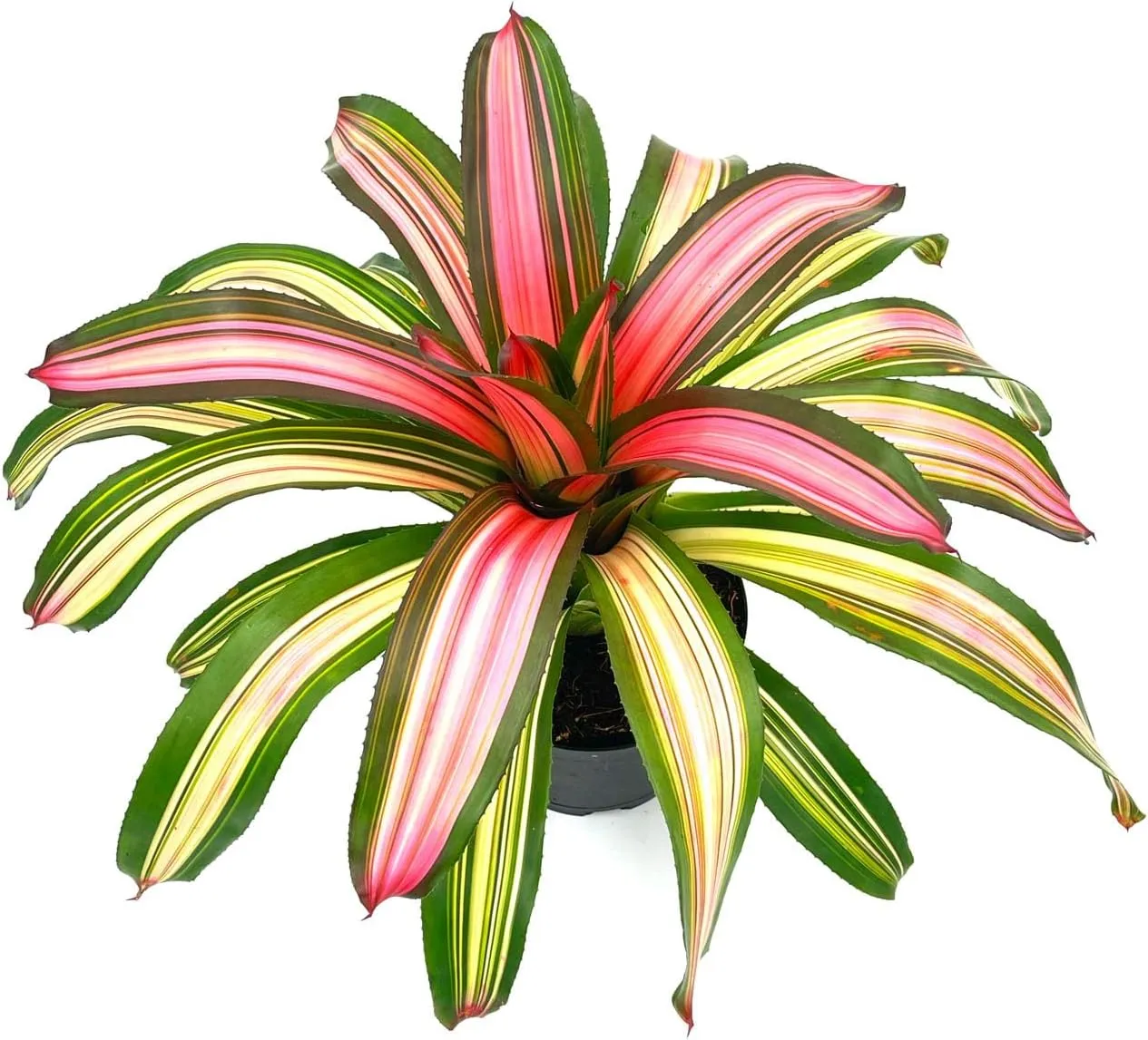 Live Plants – Bromeliad Neoregelia Minerva, 8-12" in 6" Pot - 1ct - Live Arrival Guaranteed - House Plants for Home Decor & Gift