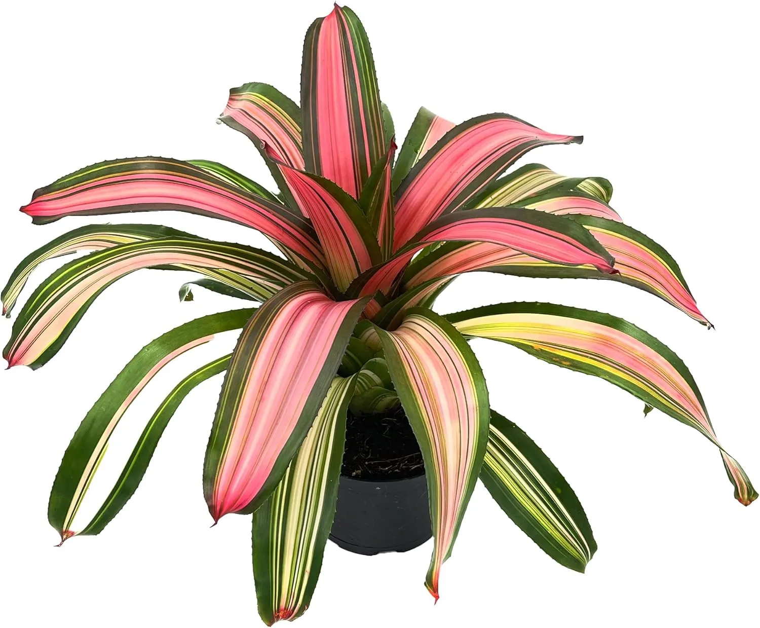 Live Plants – Bromeliad Neoregelia Minerva, 8-12" in 6" Pot - 1ct - Live Arrival Guaranteed - House Plants for Home Decor & Gift