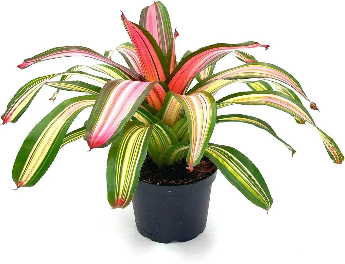 Live Plants – Bromeliad Neoregelia Minerva, 8-12" in 6" Pot - 1ct - Live Arrival Guaranteed - House Plants for Home Decor & Gift