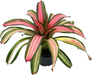 Live Plants – Bromeliad Neoregelia Minerva, 8-12" in 6" Pot - 1ct - Live Arrival Guaranteed - House Plants for Home Decor & Gift