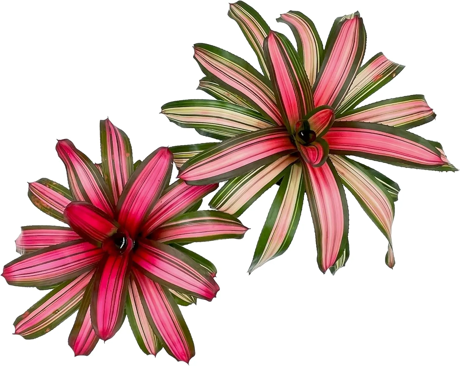 Live Plants – Bromeliad Neoregelia Minerva, 8-12" in 6" Pot - 1ct - Live Arrival Guaranteed - House Plants for Home Decor & Gift