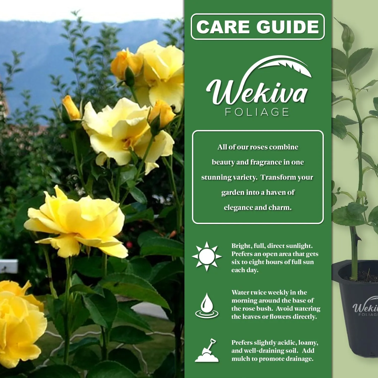 Midas Touch Rose Bush - 3 Live Starter Plants in 2 Inch Pots - Beautifully Fragrant Heirloom Rose from Florida - A Versatile Beauty with a Rich Fragrance