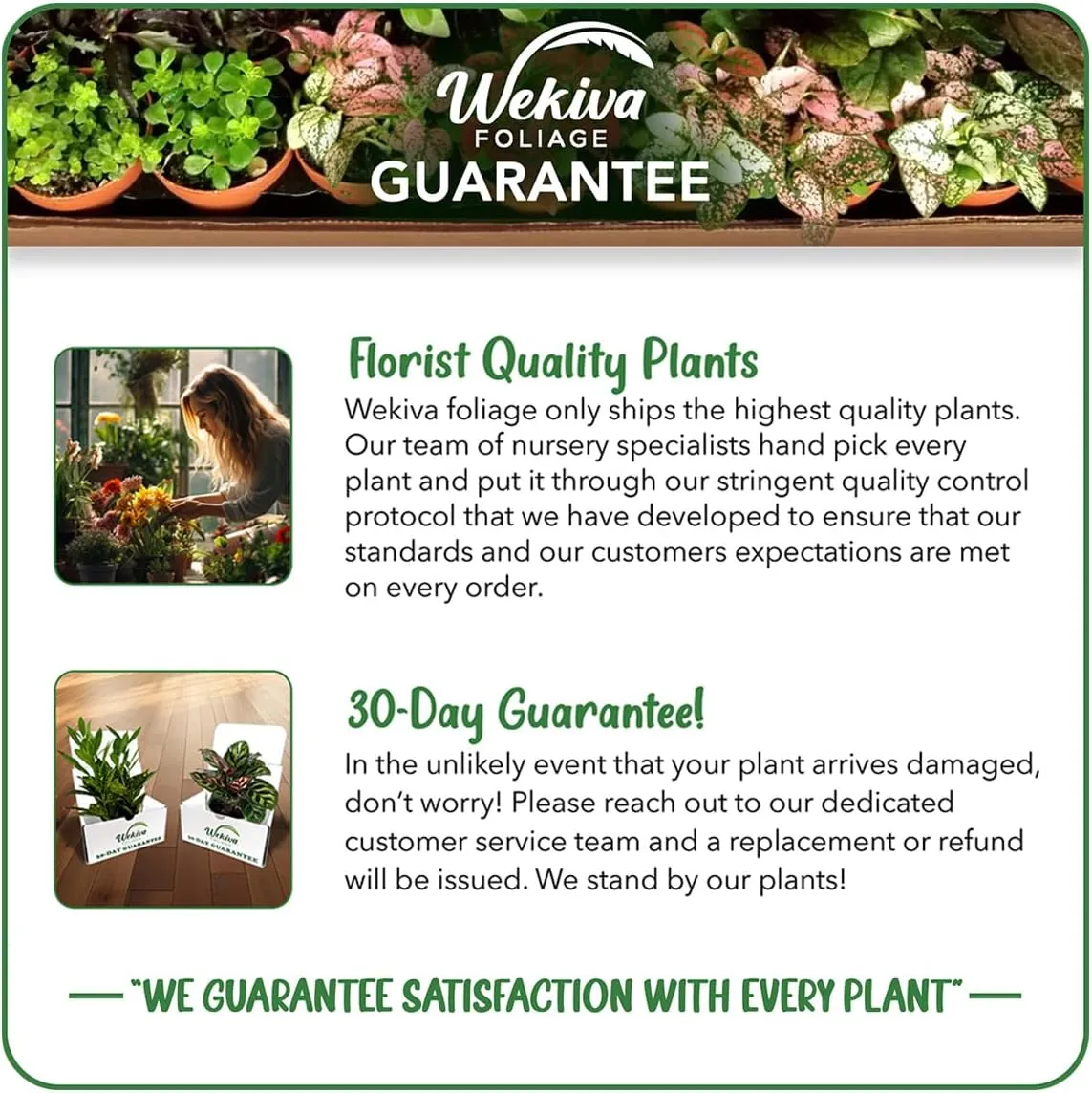 Midas Touch Rose Bush - 3 Live Starter Plants in 2 Inch Pots - Beautifully Fragrant Heirloom Rose from Florida - A Versatile Beauty with a Rich Fragrance