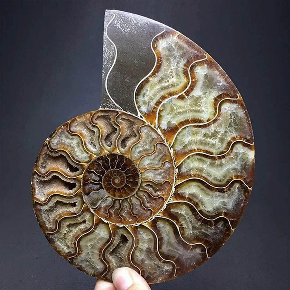 Natural Beautiful Ammonite Fossil Conch Specimen Collectibles Home Decor Gifts Ornament (5-6in/300g-400g)