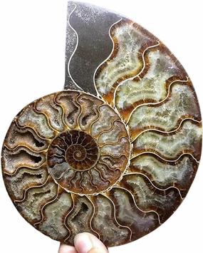 Natural Beautiful Ammonite Fossil Conch Specimen Collectibles Home Decor Gifts Ornament (5-6in/300g-400g)