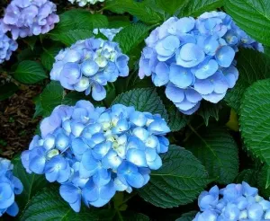 Nikko Blue Hydrangea Box of 3