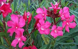 Oleander Calypso | 2 Extra Large 3 Gallon Plants | Nerium Oleander | Hardy Perennial | Vibrant Pink Blooms