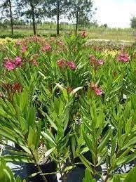 Oleander Calypso | 2 Extra Large 3 Gallon Plants | Nerium Oleander | Hardy Perennial | Vibrant Pink Blooms