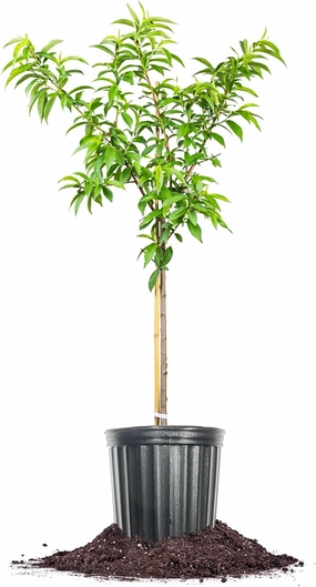 Perfect Plants Red Haven Peach Tree 4-5 feet | Live Fruit Tree for Fresh Sweet Peaches | Home Gardening