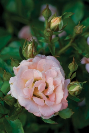 ROSE DRIFT 'PEACH'  G2